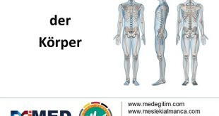 der Körper - Vücudun Bölümlerinin Almancası 56