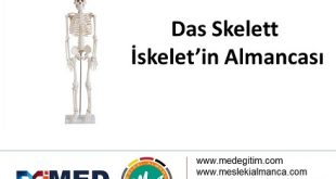 İskeletin Almancası - das Skelett 57